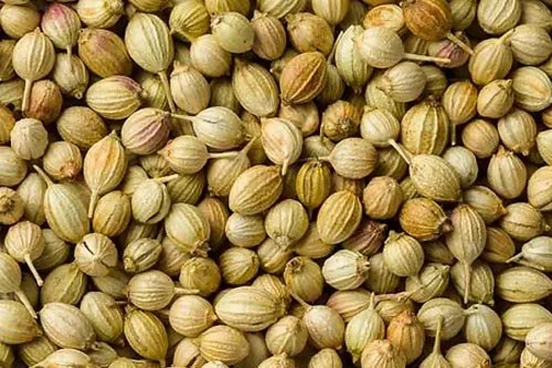 Coriander