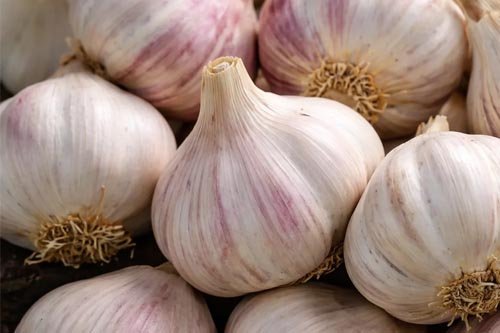 Garlic